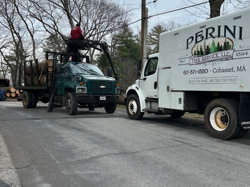 Emergency Tree Services Cohasset