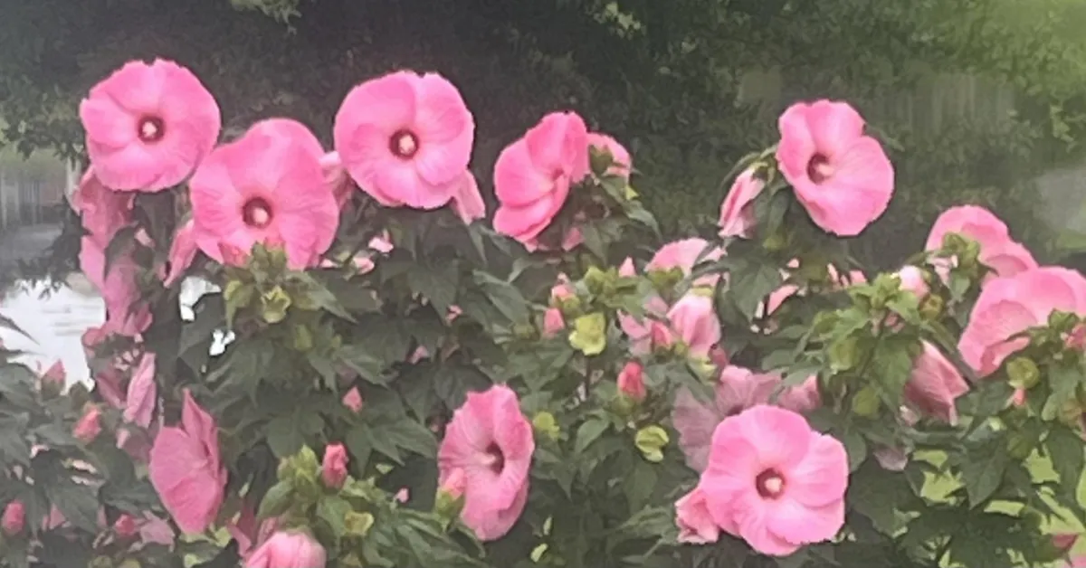 Close-up of hardy hibiscus with large blooms in a garden
