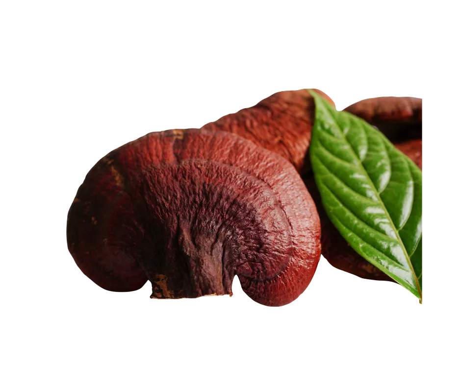 hongo-te-divina-ingrediente