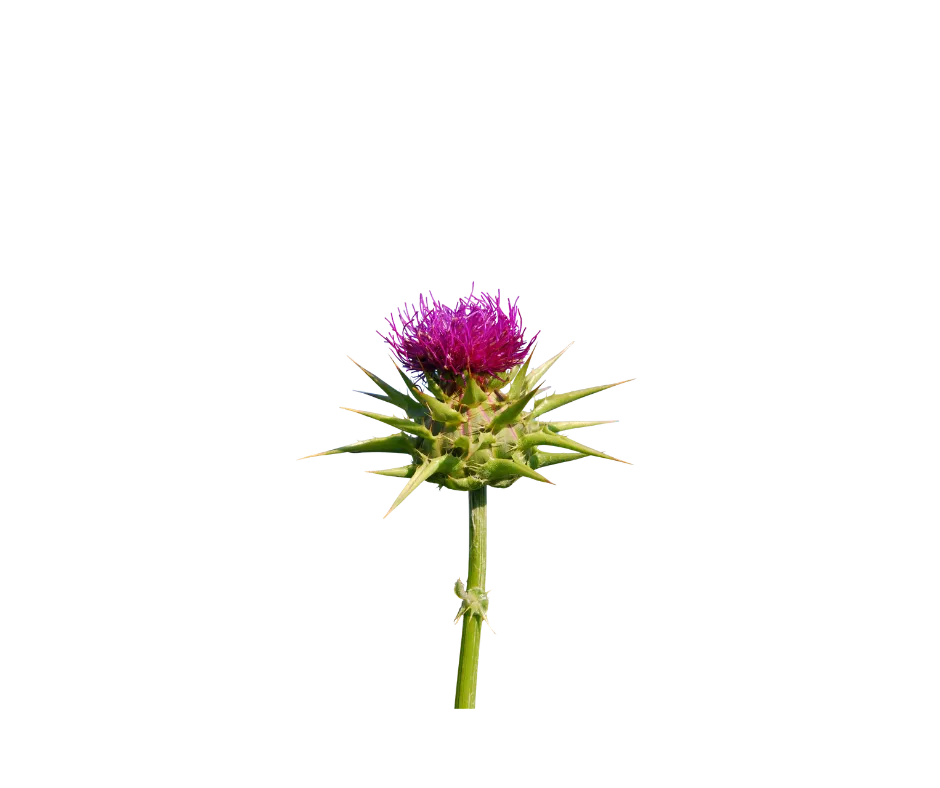 cardo-santo-te-divina-ingrediente