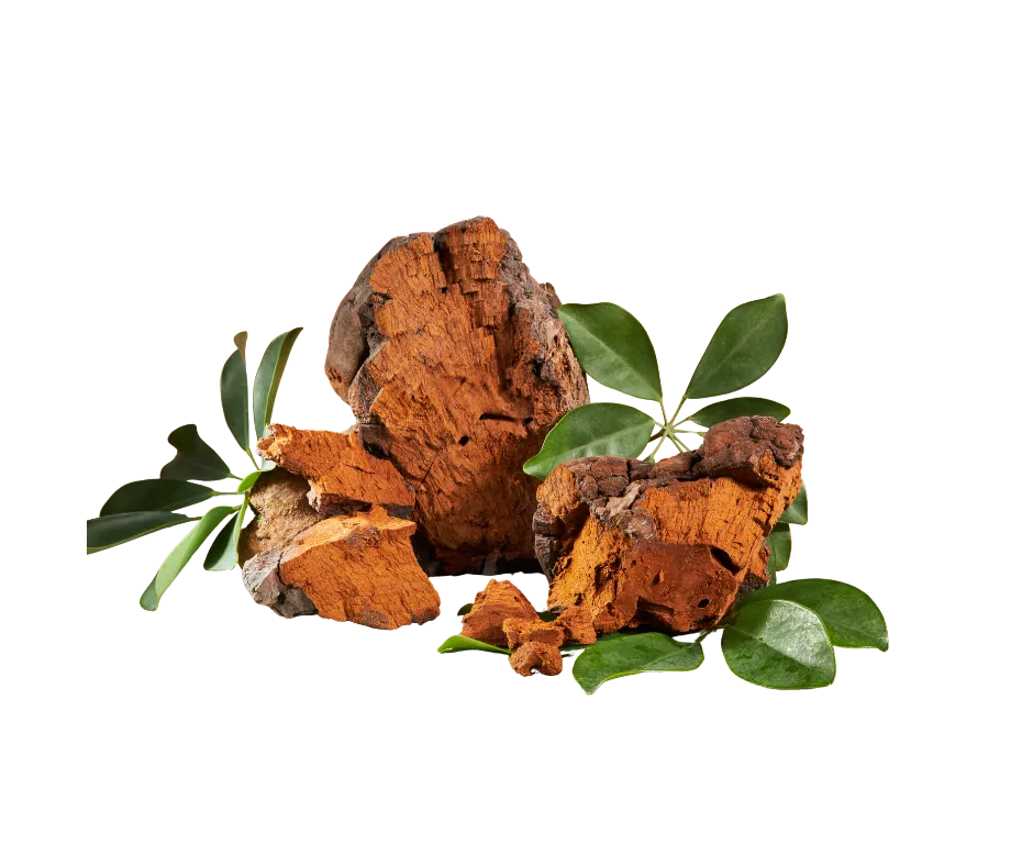 chaga-siberiano-te-divina-ingrediente