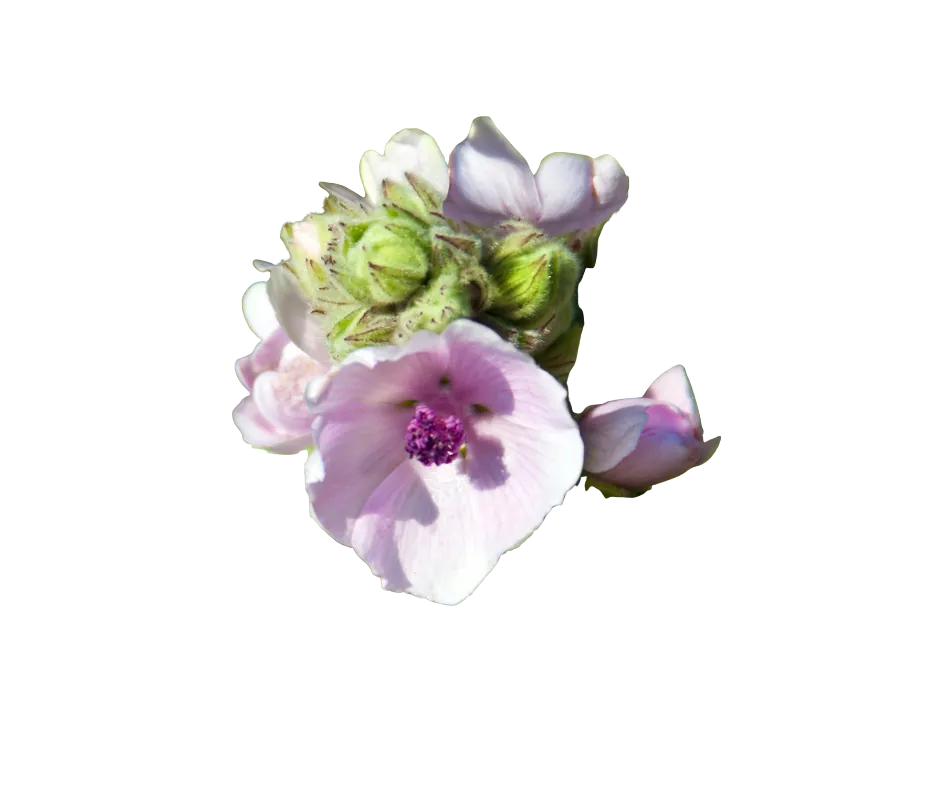 malvabisco-te-divina-ingrediente