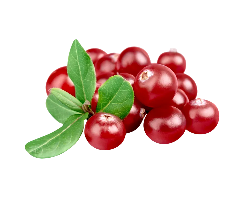 arandano-te-divina-ingrediente