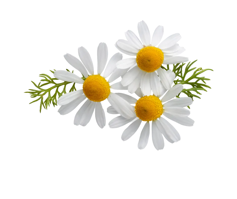 manzanilla-te-divina-ingrediente