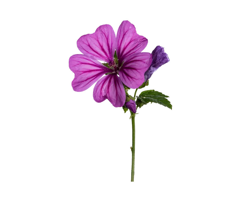 hojas-malva-te-divina-ingrediente