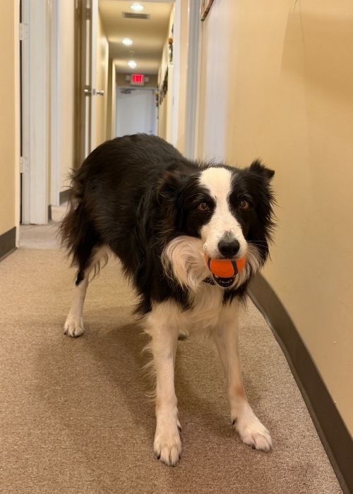photo of Bela the office dog