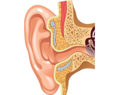 anatomy of the ear diagram