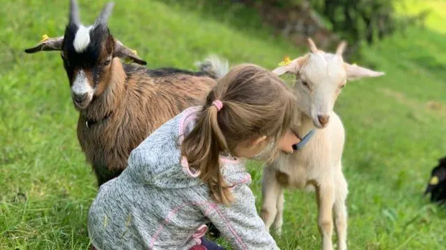 Ziegen auf dem Guggenbergerhof