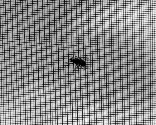 Flyscreens in Perth