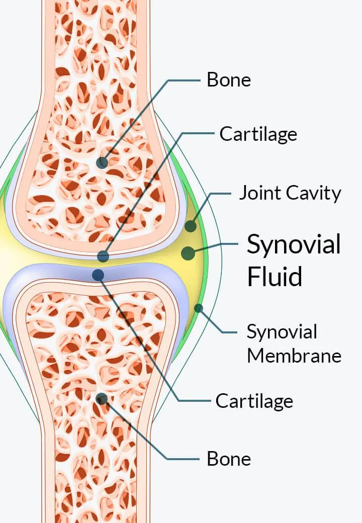 "Illustration showing how hyaluronan supports joint flexibility and mobility"
