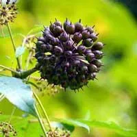 "Eleuthero root – adaptogen that reduces fatigue and boosts stamina in Sugar Defender supplement."