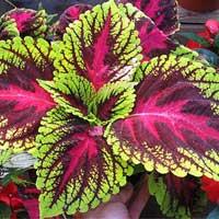 "Coleus forskohlii – supports fat breakdown and metabolism naturally in Sugar Defender."