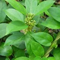 "Gymnema Sylvestre – helps reduce sugar absorption and maintain healthy glucose levels in Sugar Defender."
