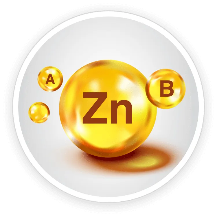 "A collage of natural ingredients in Quietum Plus, showing images of Maca root, Dong Quai, and Ashwagandha."