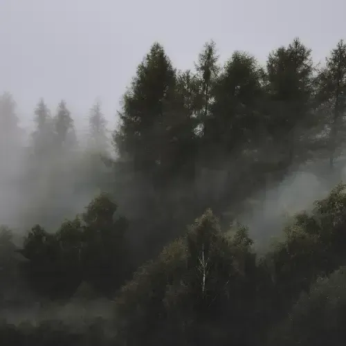 A dense forest with tall trees partially covered in mist or fog, creating a mysterious and moody atmosphere.