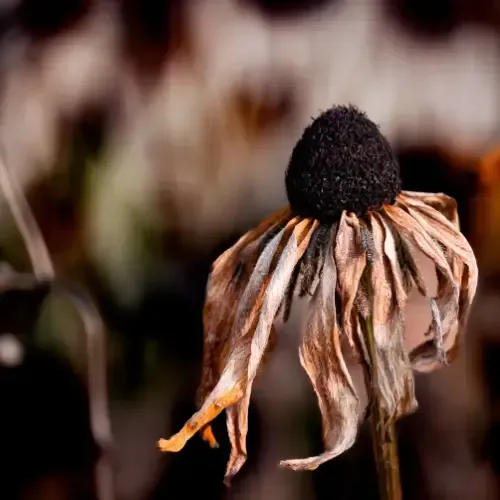 A close-up of a dried, withered flower with brown petals drooping around a dark central cone.