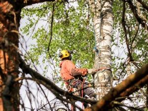 Temecula Tree Service Tree Service