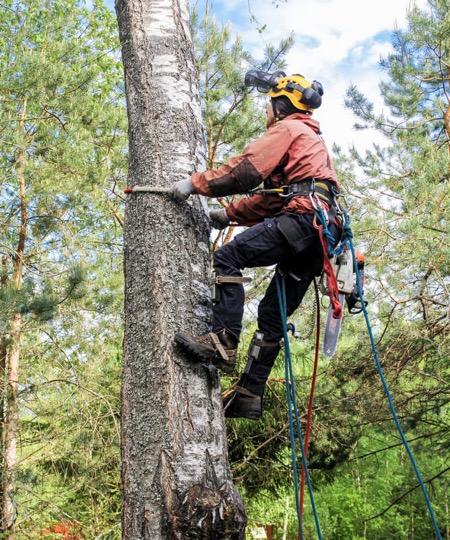 Temecula Tree Service Tree Service