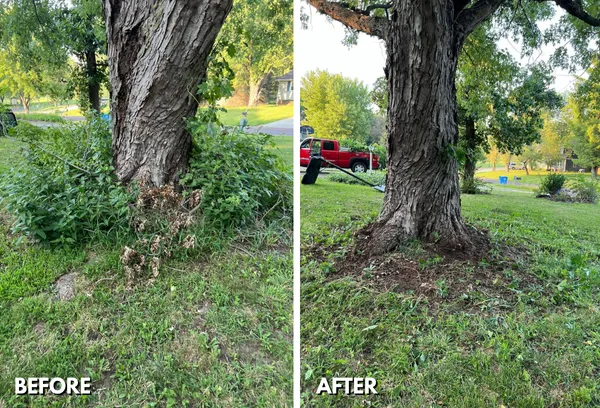 Before image shows overgrown brush around a tree trunk; after image reveals a clean and healthy tree in Topeka yard