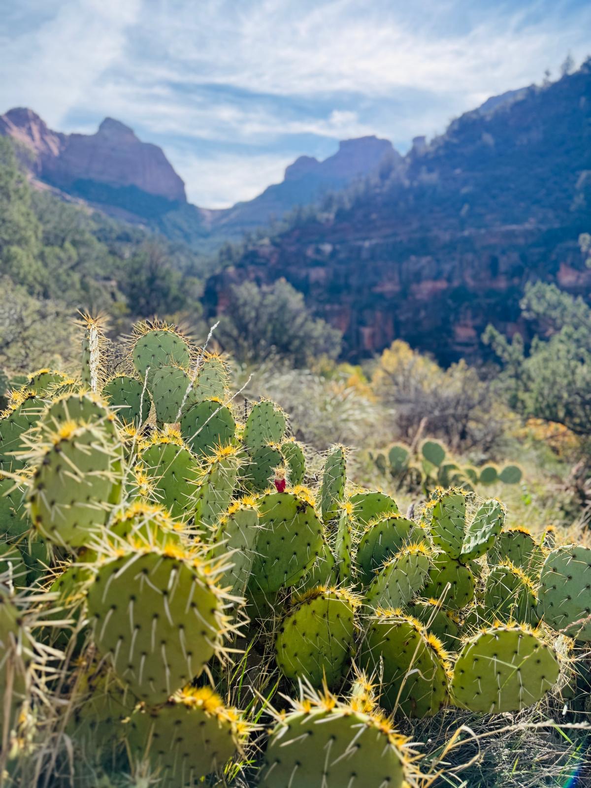 A group of women in a sunlit garden, holding hands in a circle, eyes closed, participating in a group breathwork session, surrounded by blooming flowers and greenery.