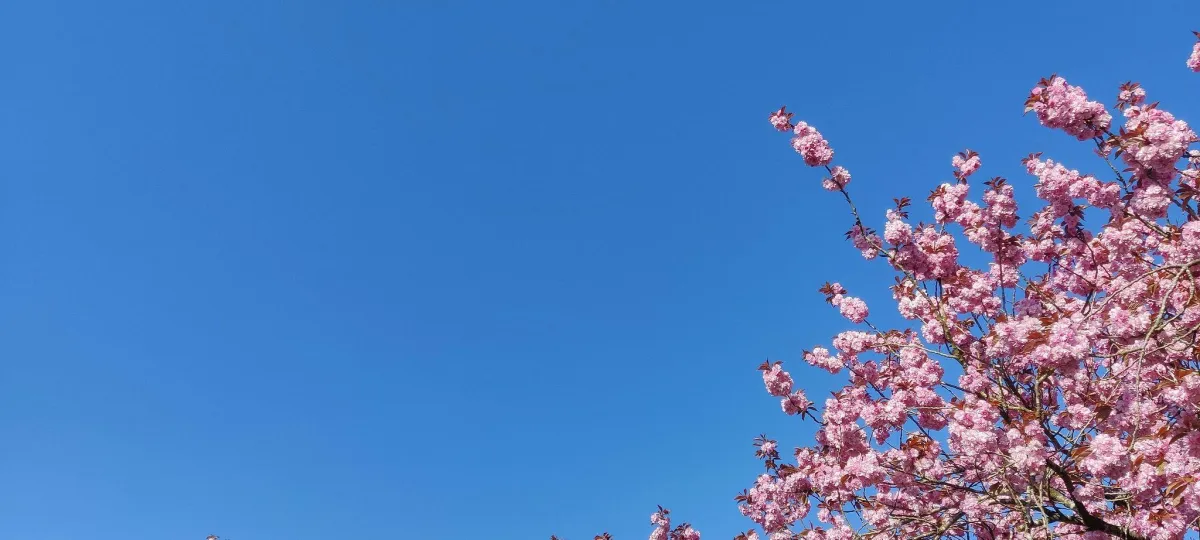 blossom tree social reviews