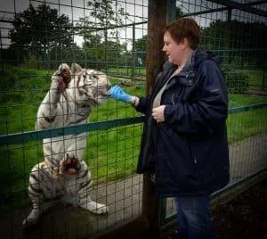 Tracy Inman hand feeding Nania the white tiger