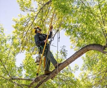 tree pruning beverly hills ca