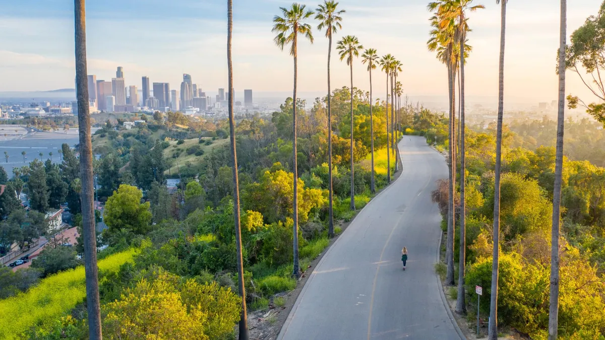 downtown los angeles tree service tree removal la tree services tree trimming tree pruning tree transplant arborist crane assisted