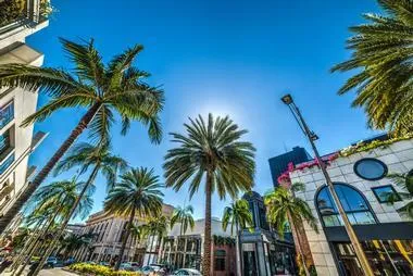 tree service rodeo drive tree removal rodeo drive tree trimming rodeo drive