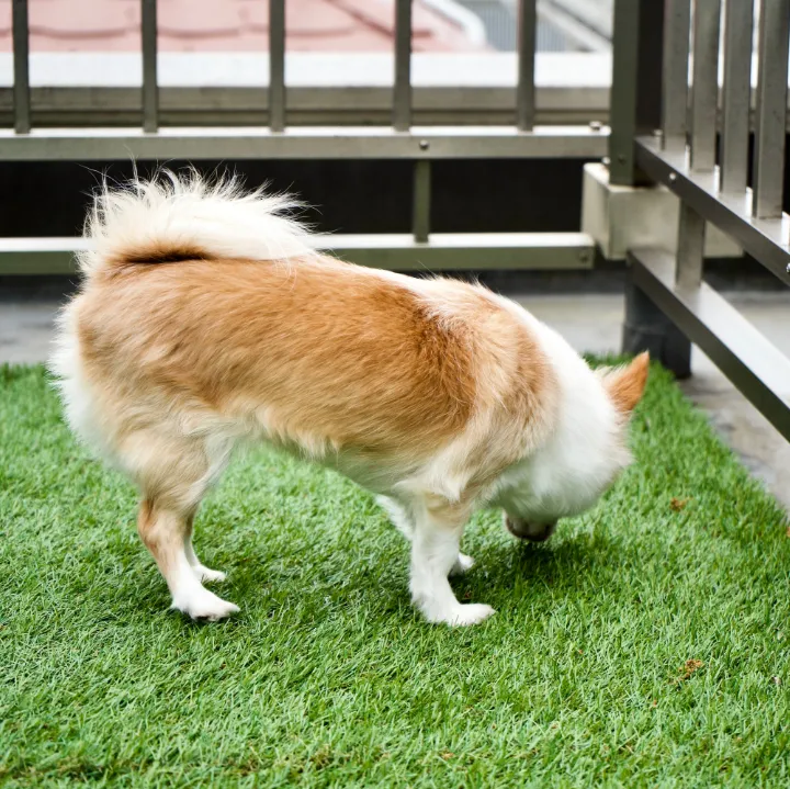 Dog & Pet-Friendly Turf