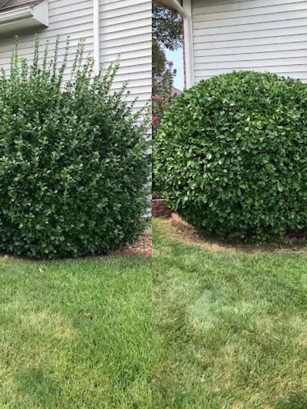 tree and shrub trimmed in wichita, ks