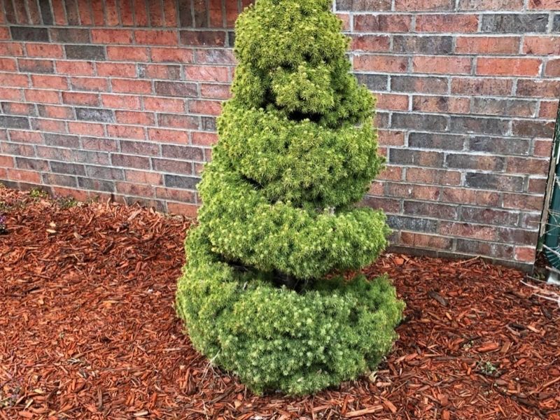 shrub trimming and pruning in wichita ks