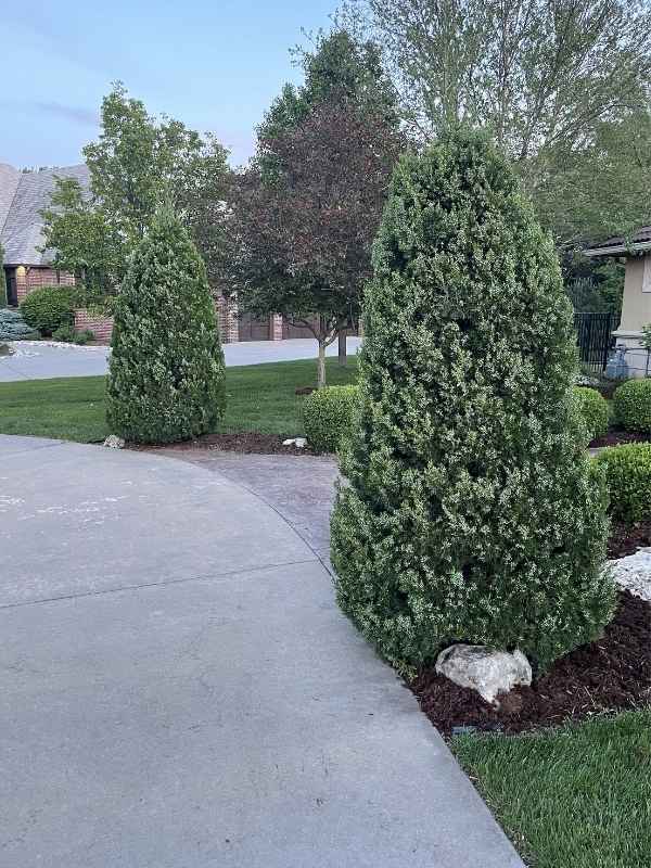 Tree & Shrub Trimming in Wichita, KS by Green Machine Lawn & Landscape