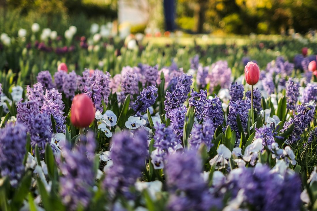 Spring hopes eternal