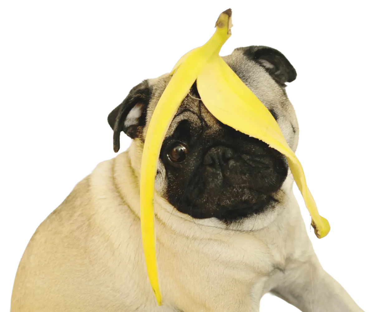 pug dog with a banana peel on it head