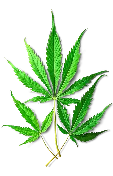 THC Drinks, Wax, Carts, Pre-roll, Flower, & Gummies | The Hazy Monkey Smoke & Vape