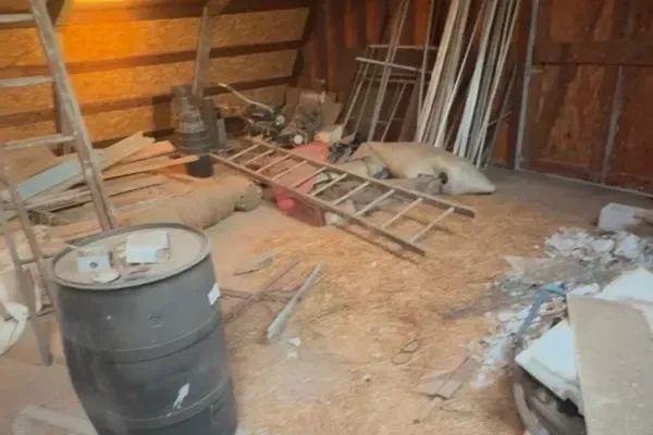 Yard Waste Removal Toledo