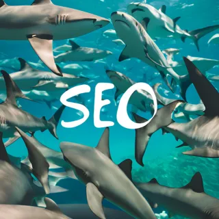 shark-seo