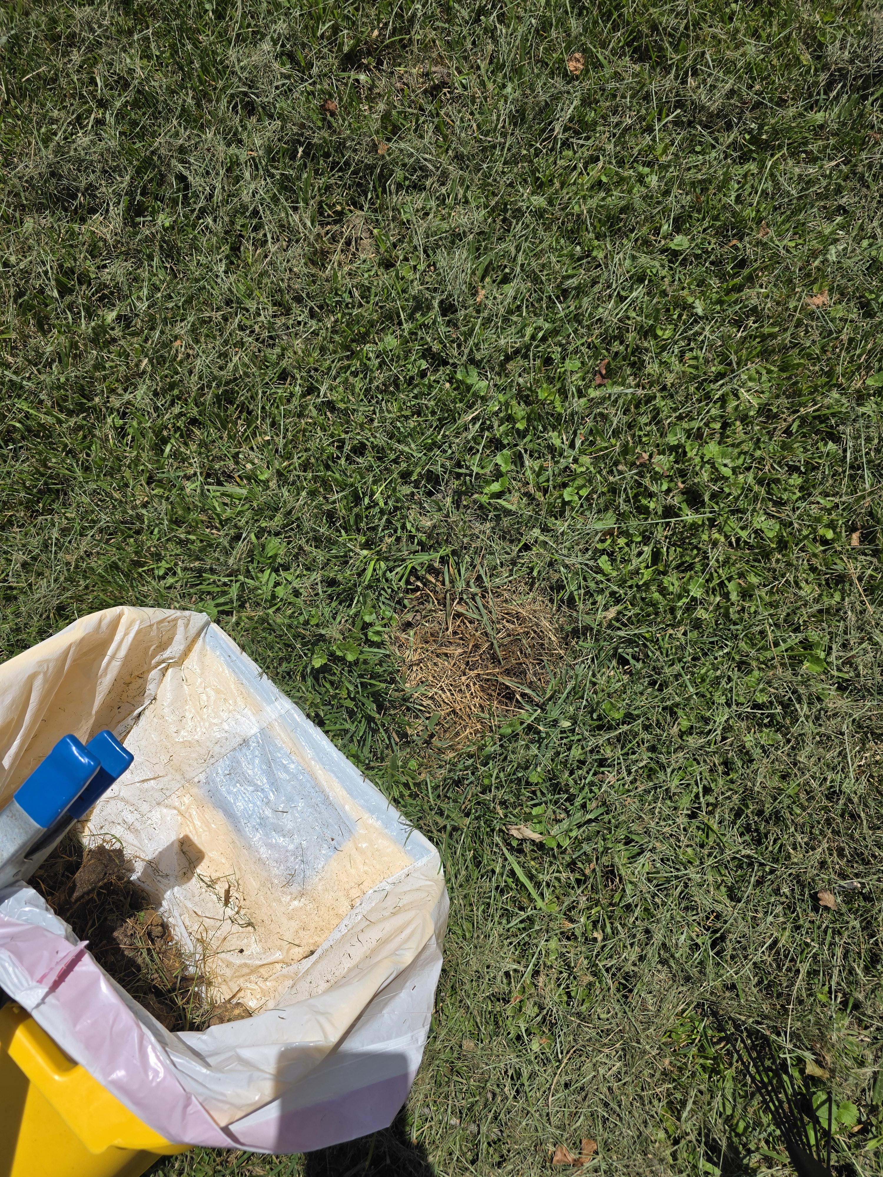 Why Dog Poop Is Bad for Your Lawn and What to Do About It