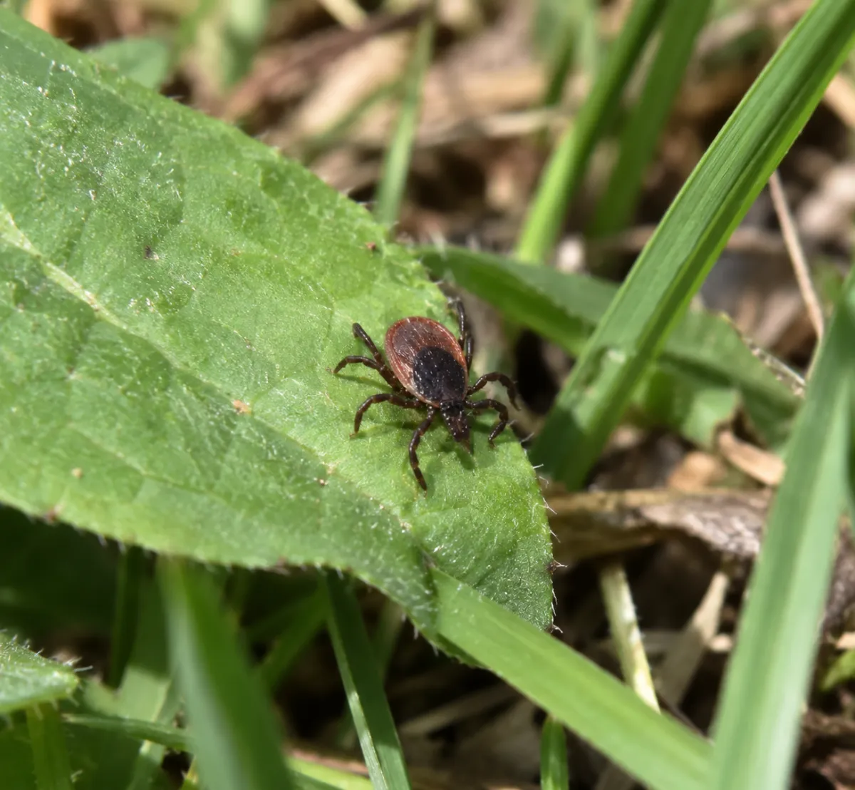 The Hidden Connection Between a Pet Waste Free Yard and Tick Exposure for Your Family