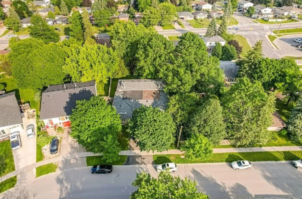 Drone image of the midtown Orangeville neighbourhood, showing size of the properties, and mature trees 