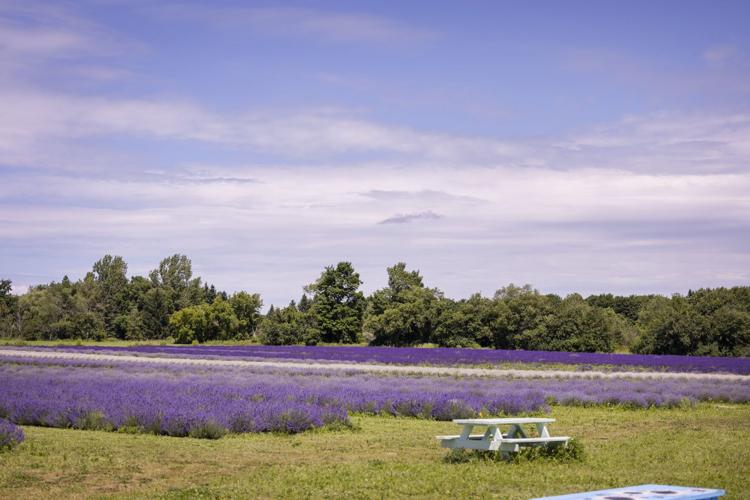 Image of a lavender farm located close by Camilla, in Mono, Ontario