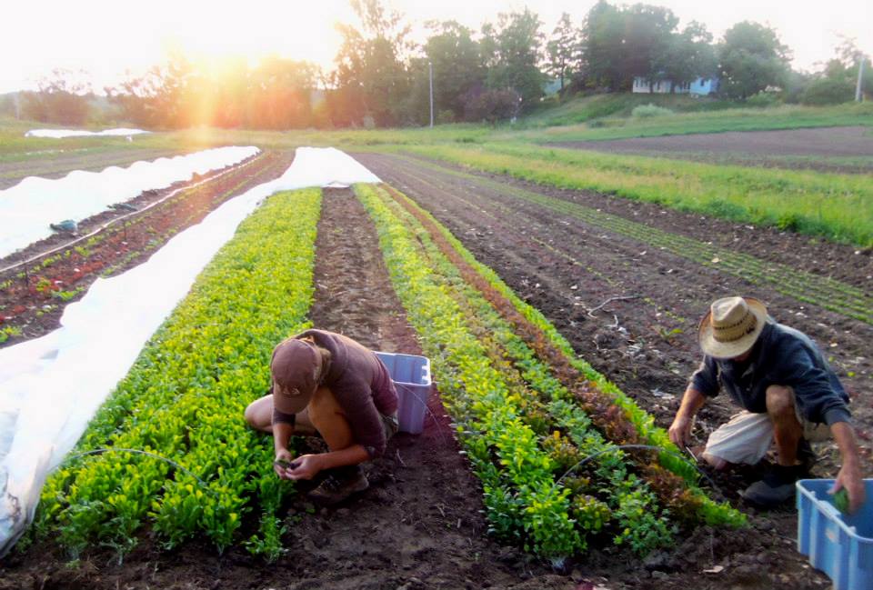 Image of Fiddle Foot Farm a mixed biodynamic farm in the Perm area of Mulmur Township