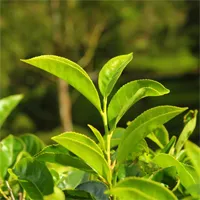 Cortexi green tea