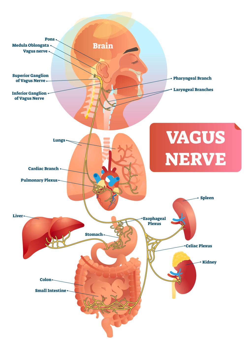 Diagram suppporting Polyvagal theory