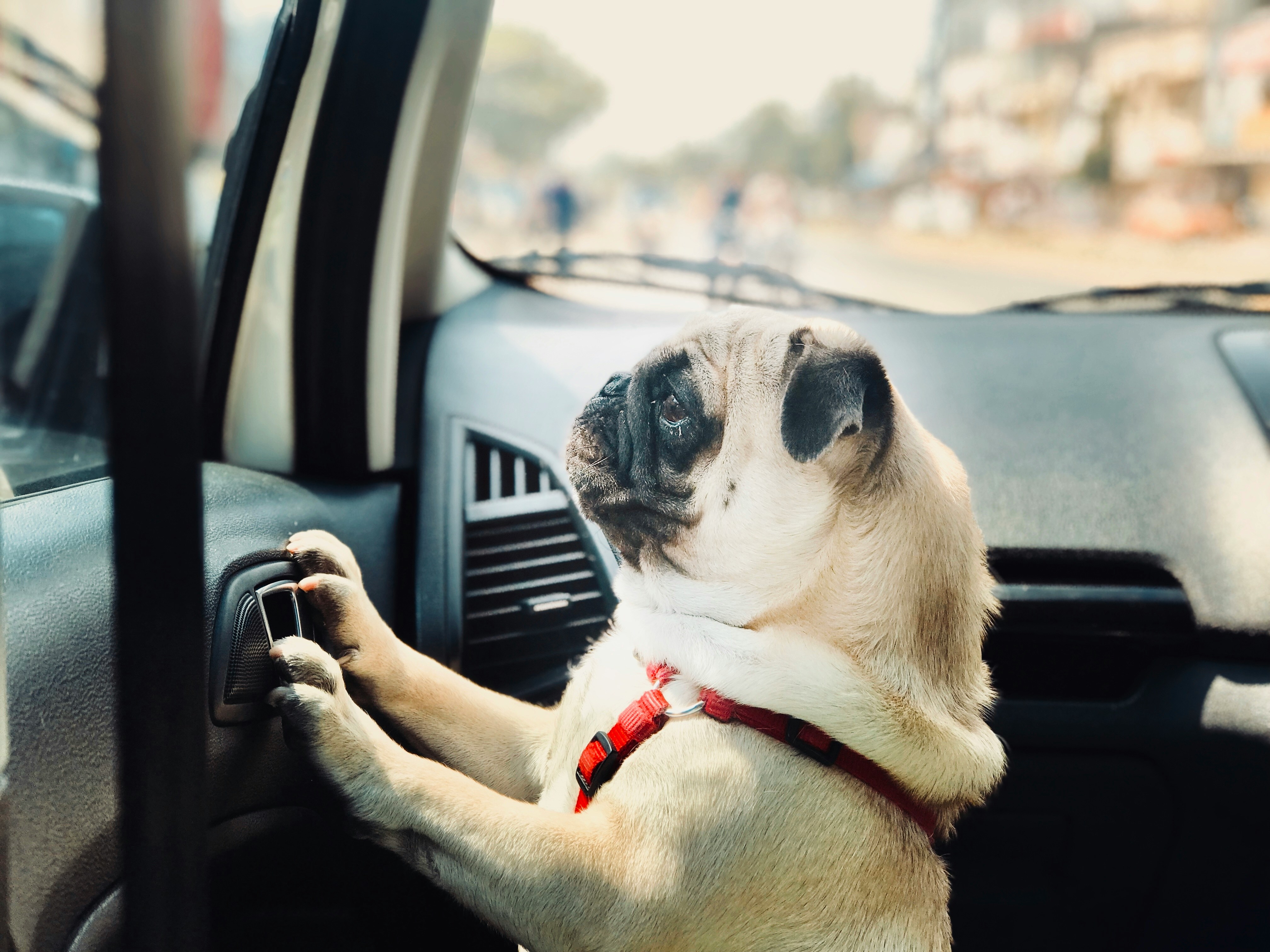 Mops, der aus dem Fenster schaut eines Autos schaut