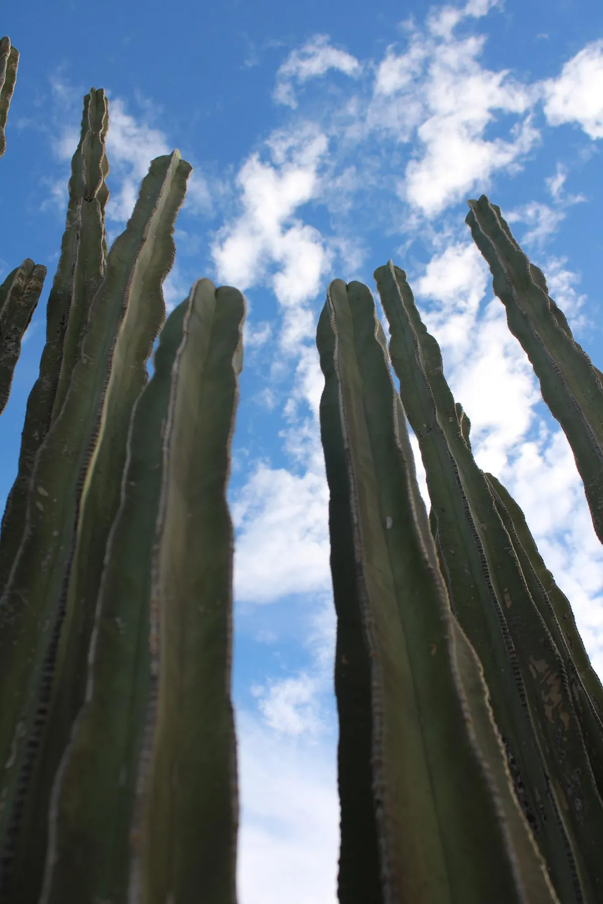 Senita Cactus, Desert Senita Community Health Center