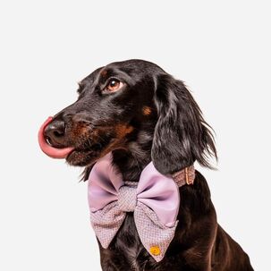 Perro con lazo estilo marinero en color lila de la Colección Lazos Estilo Marinero de Woof Bag