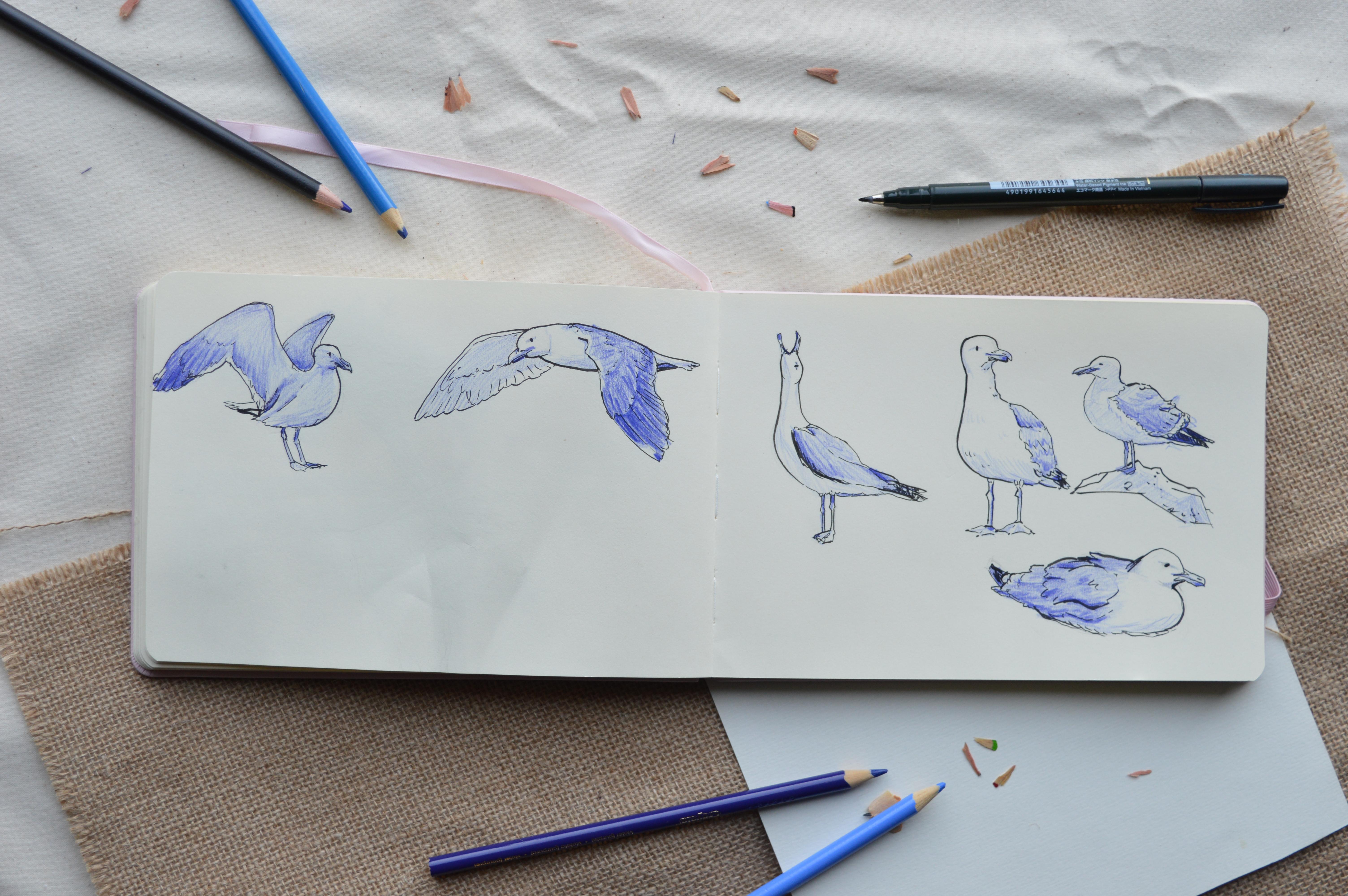 Colourful seagull illustrations 