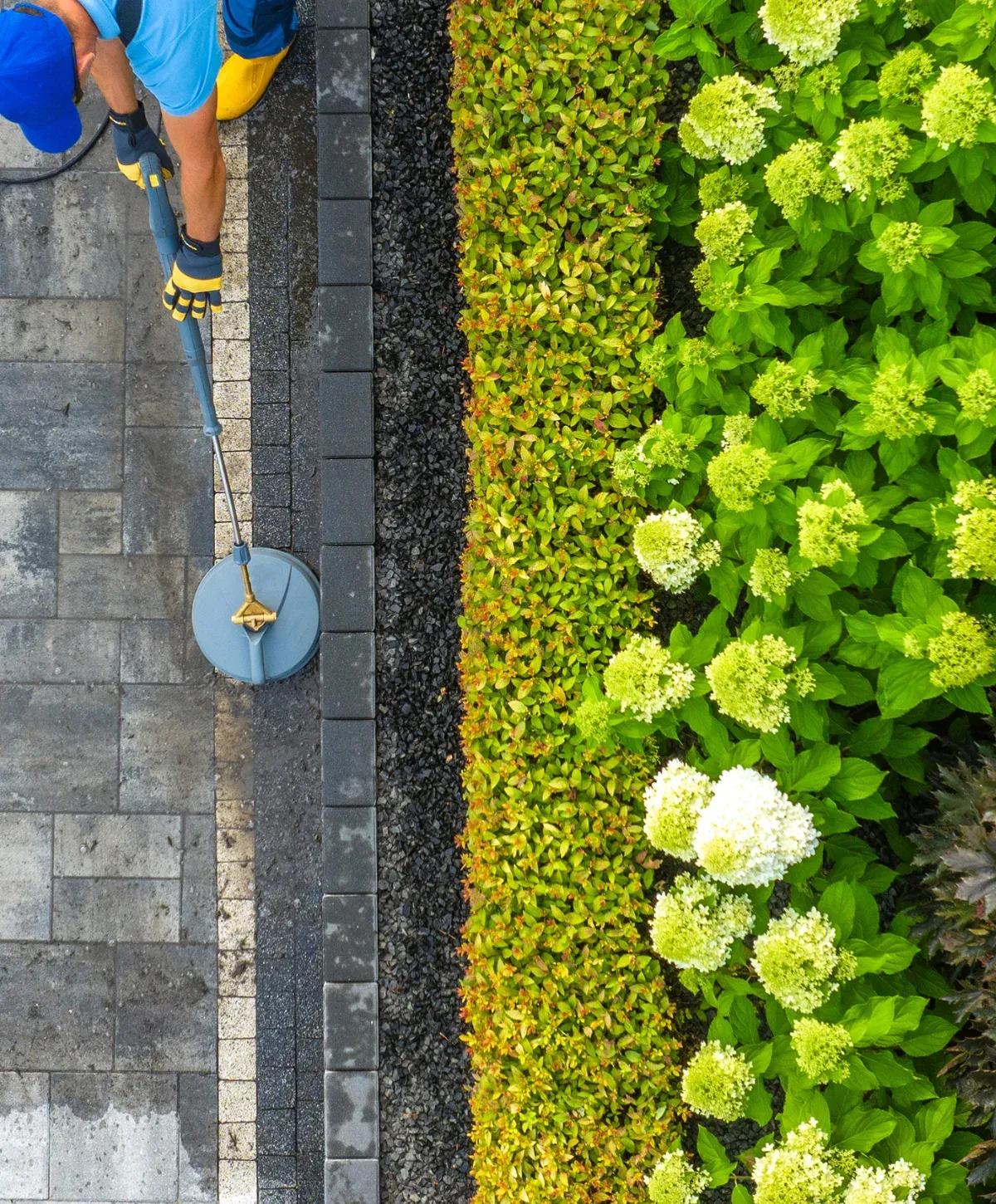 An overhead view of a person pressure washing a grey paver patio next to a manicured garden bed with green shrubs and hydrangeas.